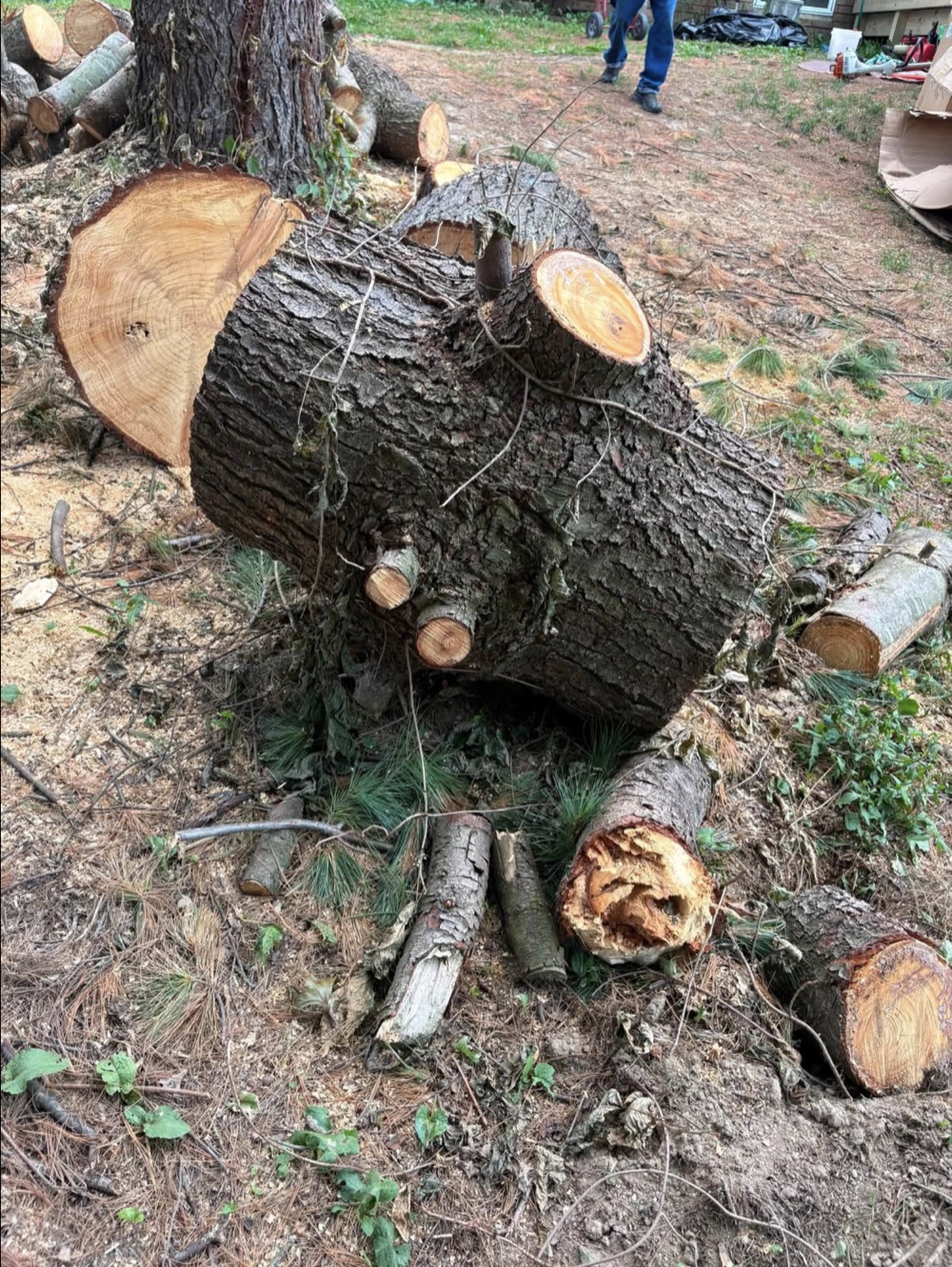 Cut tree sections gathered on a property