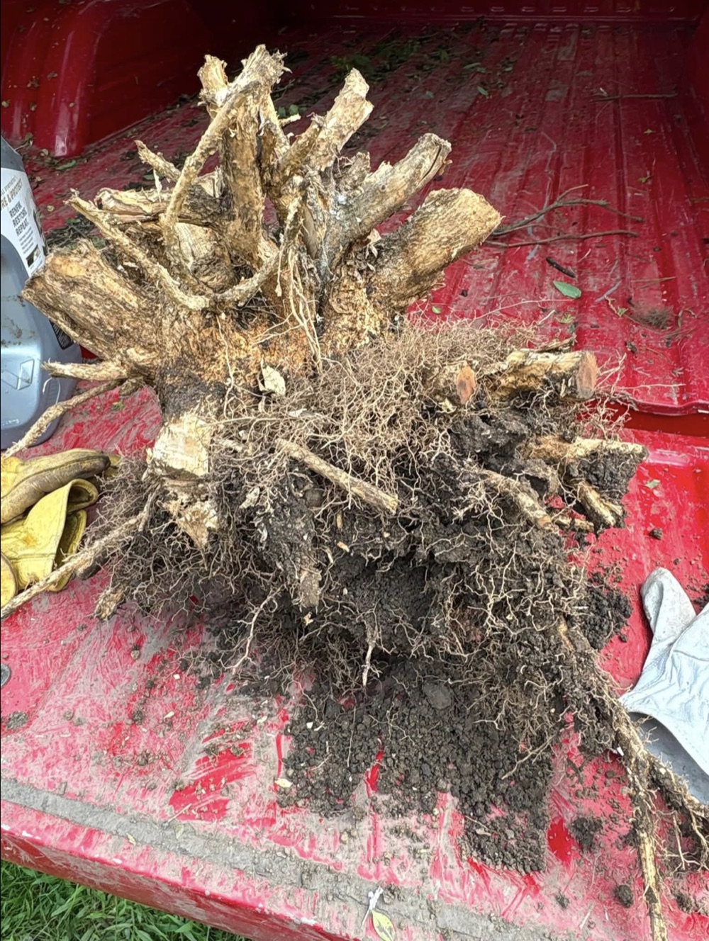 Uprooted root ball loaded in a red truck bed for removal